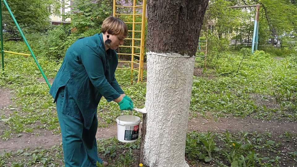 Яблони Белого Бима побелили в Воронеже