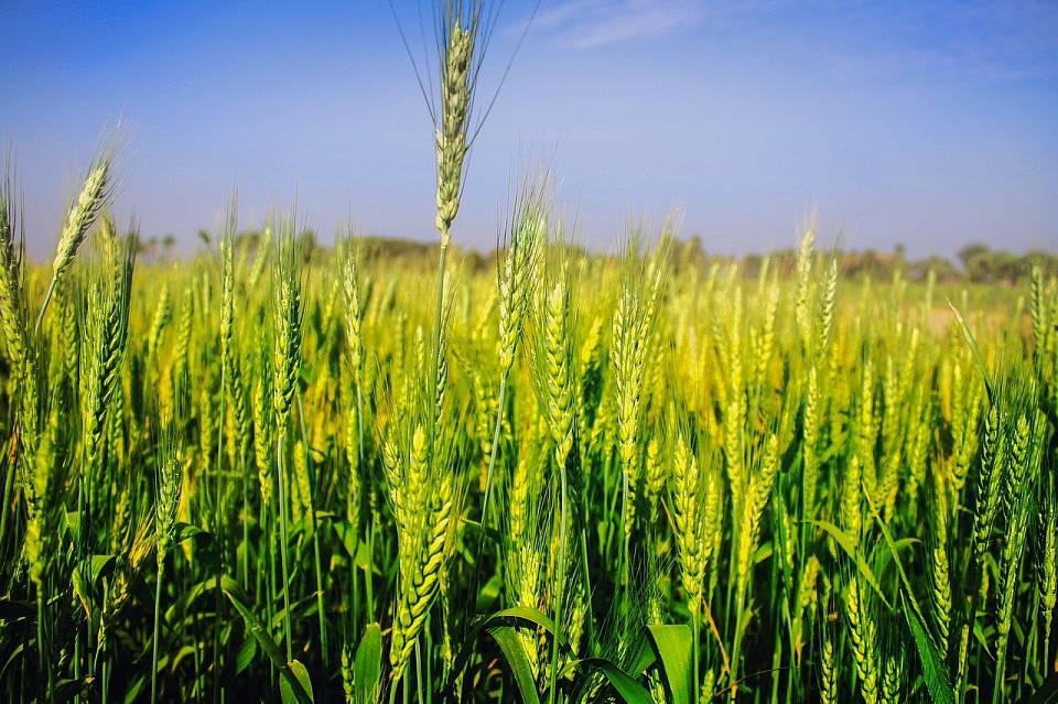 Хлеб всему голова: пшеница спасла сельхозпоказатели Воронежской области