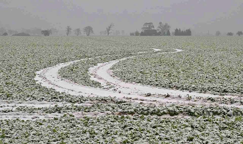 Земельный участок площадью более 131 га выставили на продажу под Воронежем за 150 млн