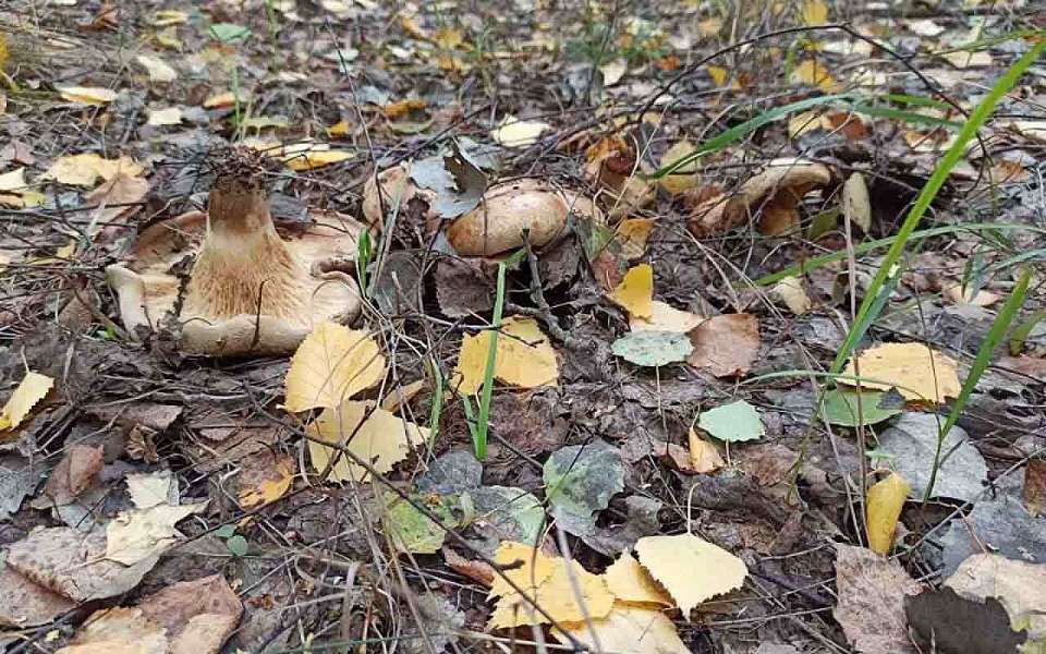 Грибами отравились 46 человек в Воронежской области