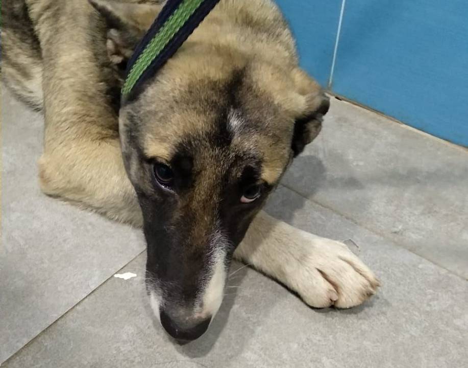 В Воронеже разыскивают хозяев собачки с раненой лапкой