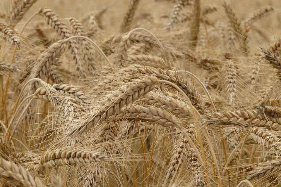 Урожайность зерна и овощей снизилась в Воронежской области