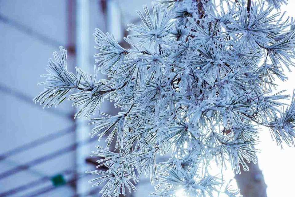 Бесснежный и морозный день ожидает воронежцев 1 января