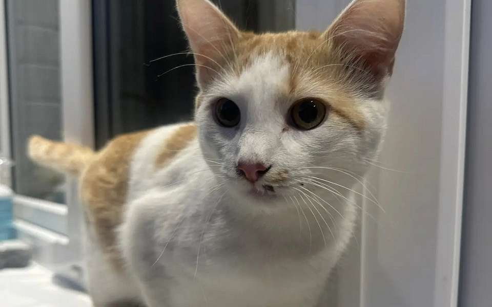 Застрявшего на высоком дереве кота спасли в Воронеже