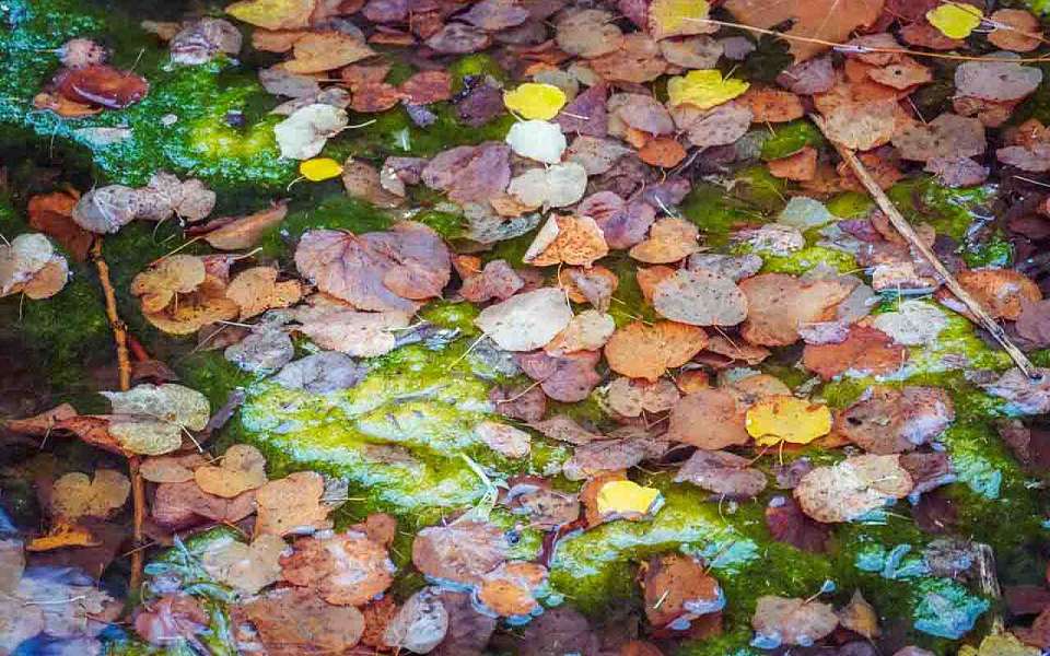 Пасмурная и дождливая погода будет 1 ноября в Воронежской области