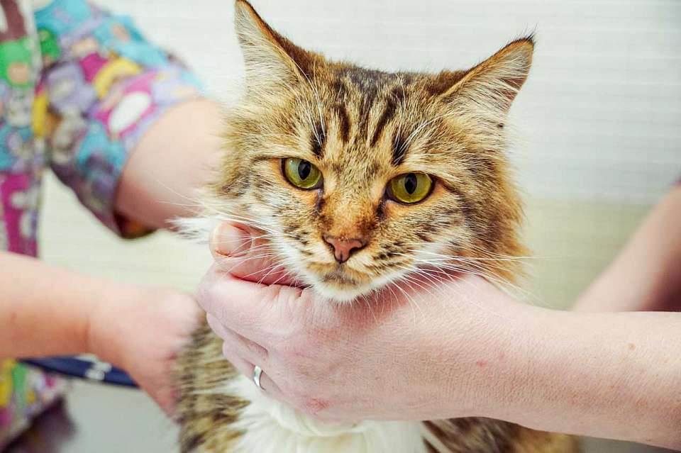 Коту, выпавшему из окна, пришли на помощь воронежские спасатели