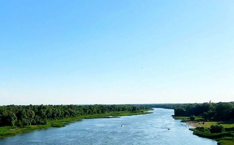 На пляж в Воронежской области выбросило разлагающуюся тушу коровы