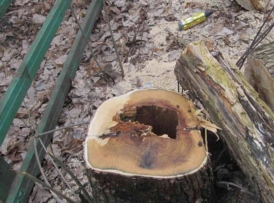 Для строительства проезда и ливневок вырубят 347 деревьев на Шишкова в Воронеже