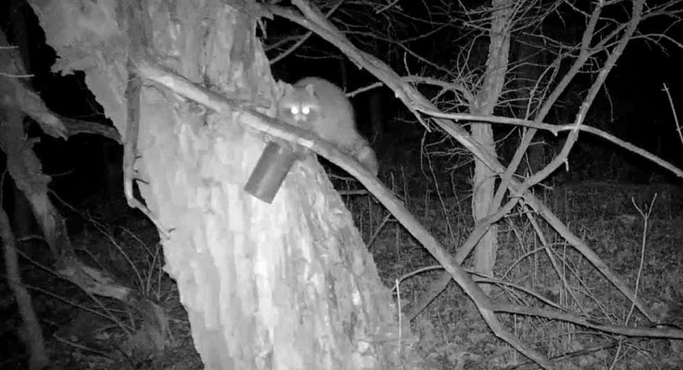 В воронежском заповеднике второго енота-полоскуна сняли на видео