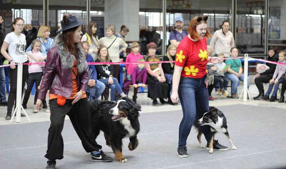 Воронежцев пригласили на соревнования по танцам с собаками