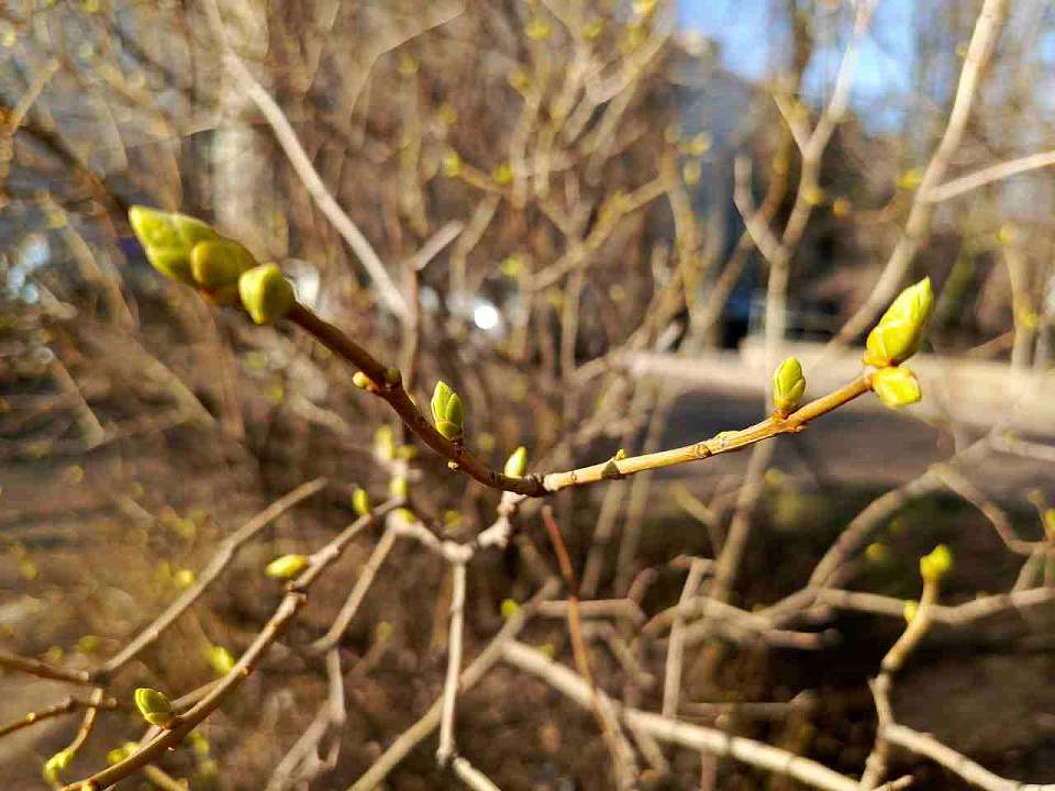 В Воронежской области ожидается потепление до +20 градусов