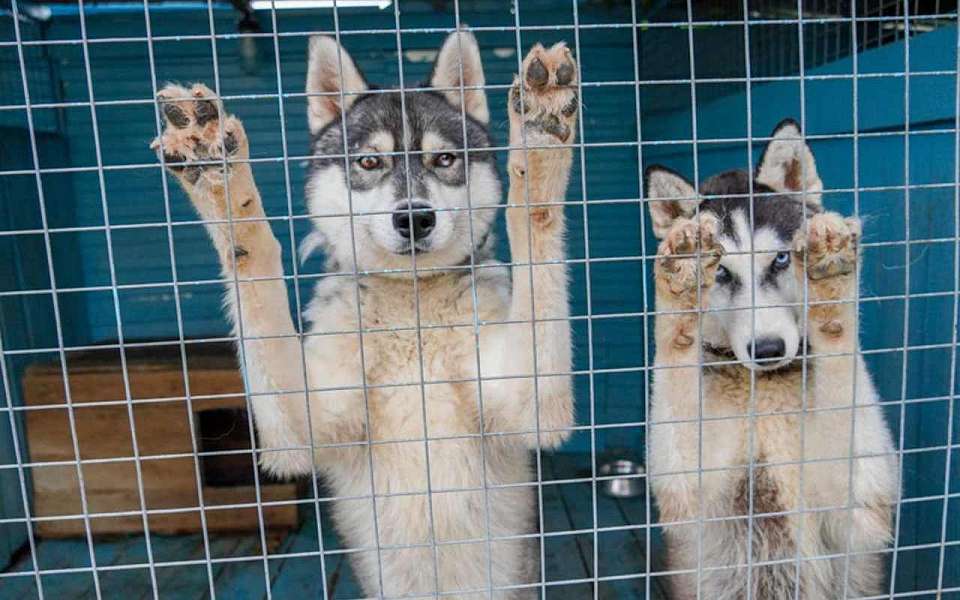 Губернатор анонсировал массовый отлов бездомных собак в Воронеже