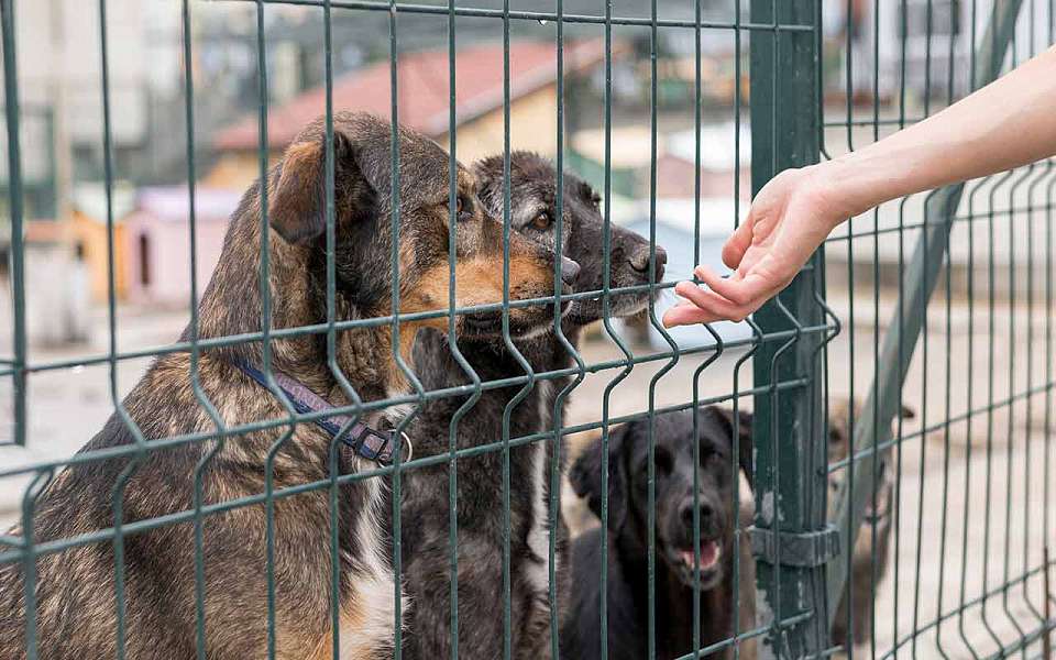 Собаки из приюта «Дора» начали обживаться на новом месте под Воронежем
