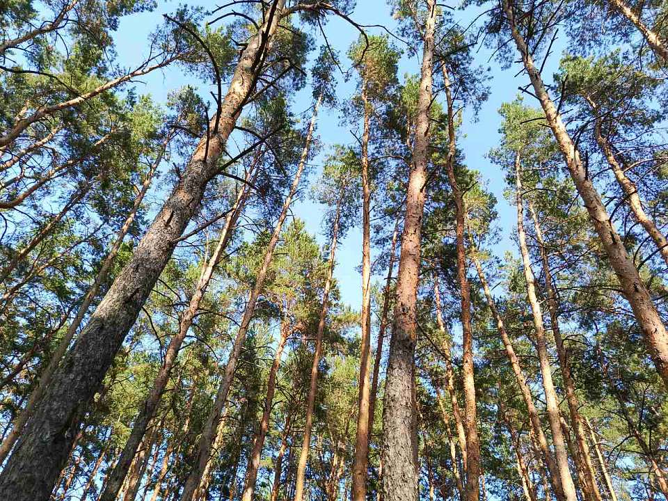 В Воронежской области началась весенняя посадка леса: планируется восстановить более 1000 га