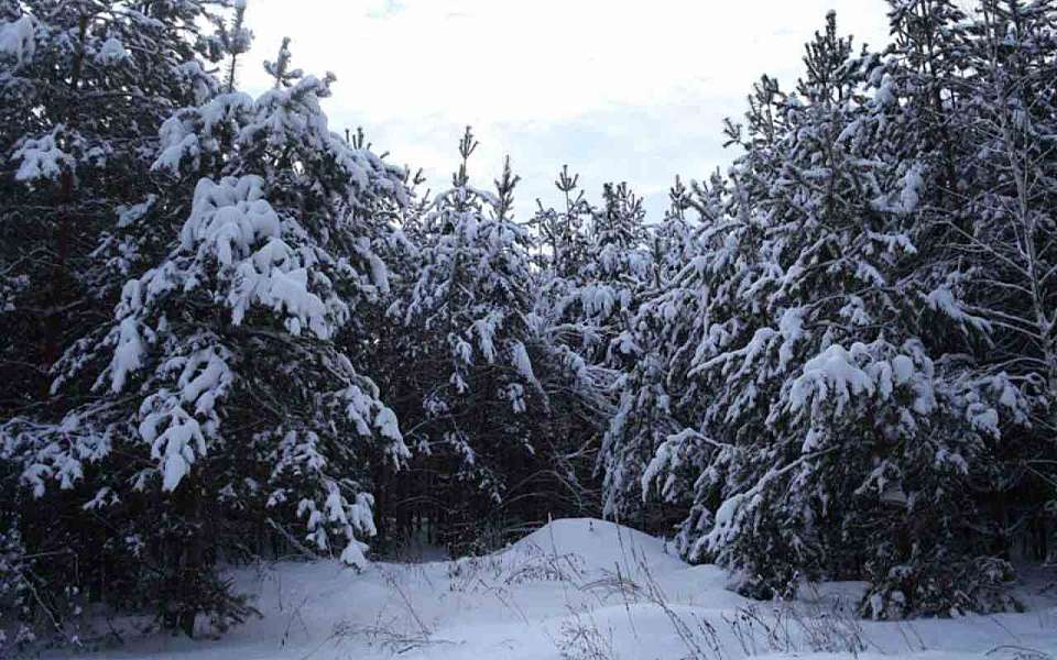 Новогодний прогноз обновили воронежские синоптики