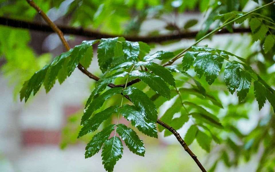 Прогноз погоды на четверг, 7 августа, дали воронежские синоптики