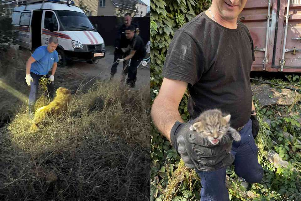 Котенку, запутавшемуся в проволоке, оказали помощь  воронежские спасатели