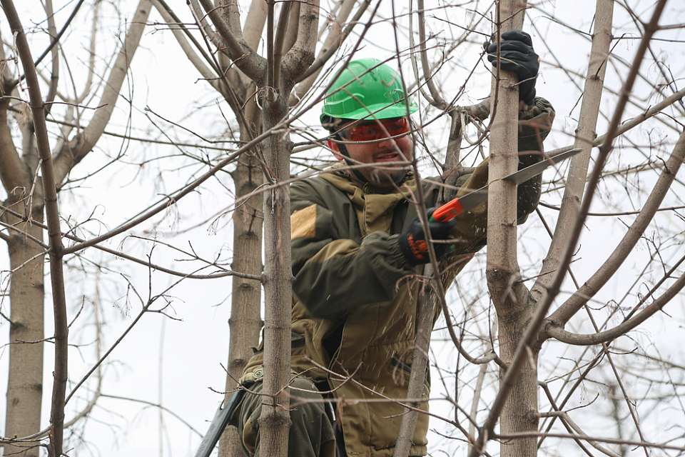 В Воронеже рассказали, как правильно обрезать деревья