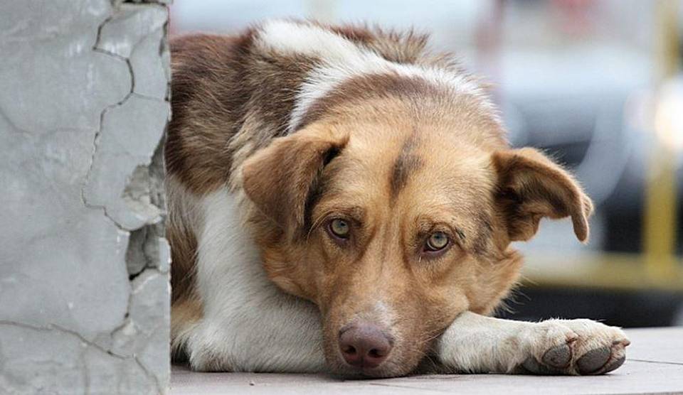 В Воронеже волонтёры забрали у хозяйки избитую ею собаку