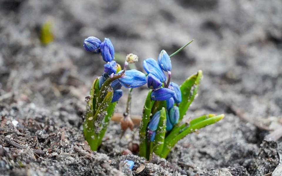 О погоде на 8 марта рассказали воронежские синоптики