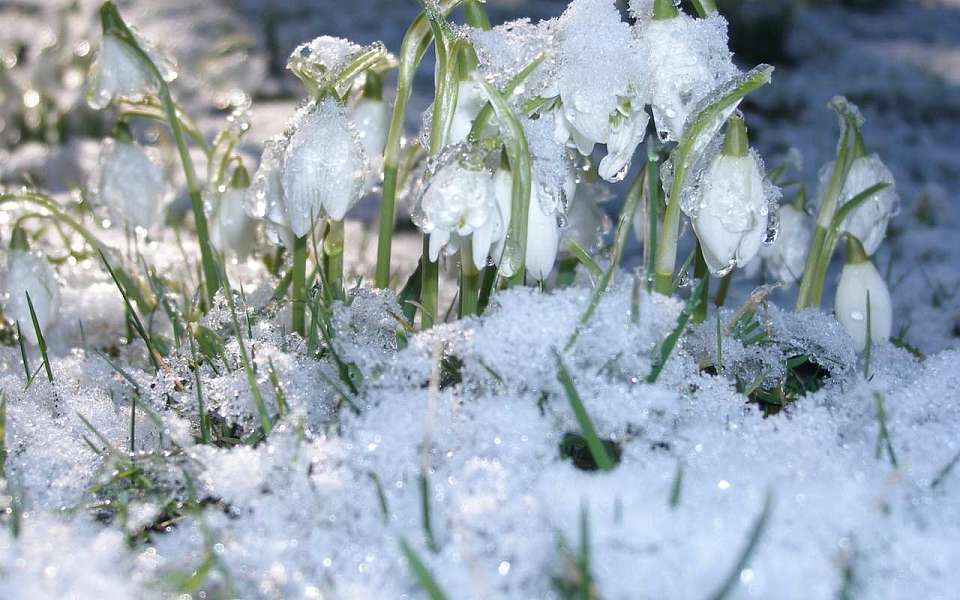 Резкое потепление придет в последние выходные этого года в Воронежскую область