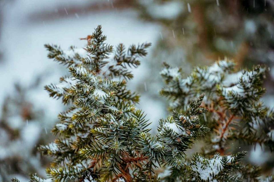 Мокрый снег и дожди ожидаются в Воронежской области на рабочей неделе