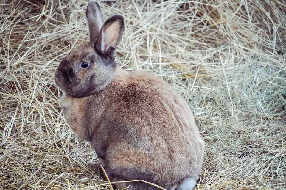 Пятерых найденных в Воронеже зайчат доставили на лечение в «Дом зайца»