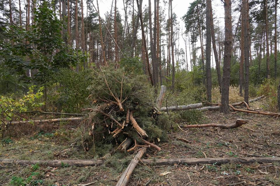 В Воронеже из Северного леса будут делать тихую прогулочную зону