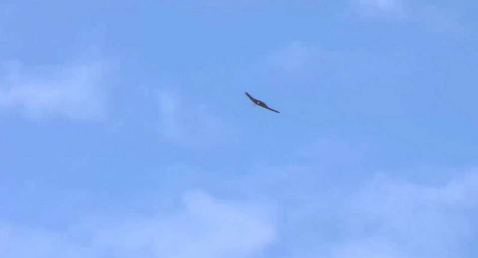 Более 10,5 часов продолжалась 2 августа опасность атаки БПЛА в Воронежской области