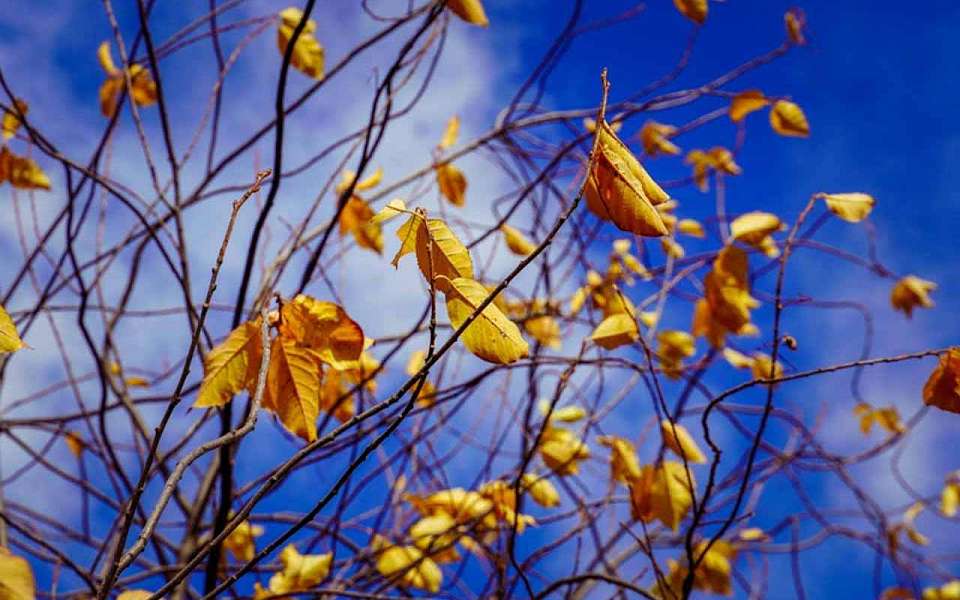 Без дождей пройдет короткая рабочая неделя в Воронежской области