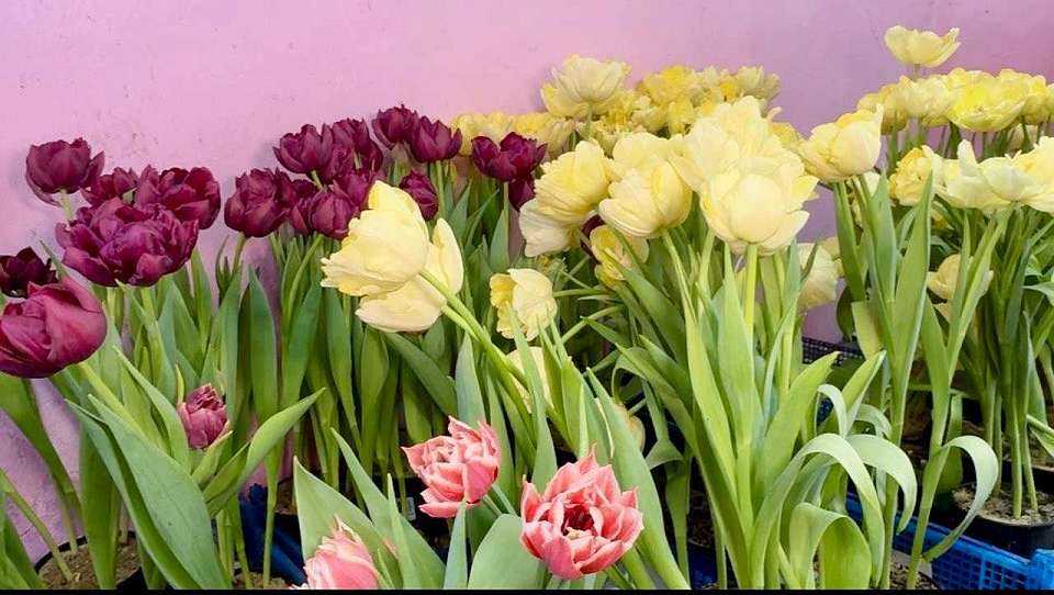 Сотни тюльпанов расцвели в Ботаническом саду Воронежа к 8 Марта
