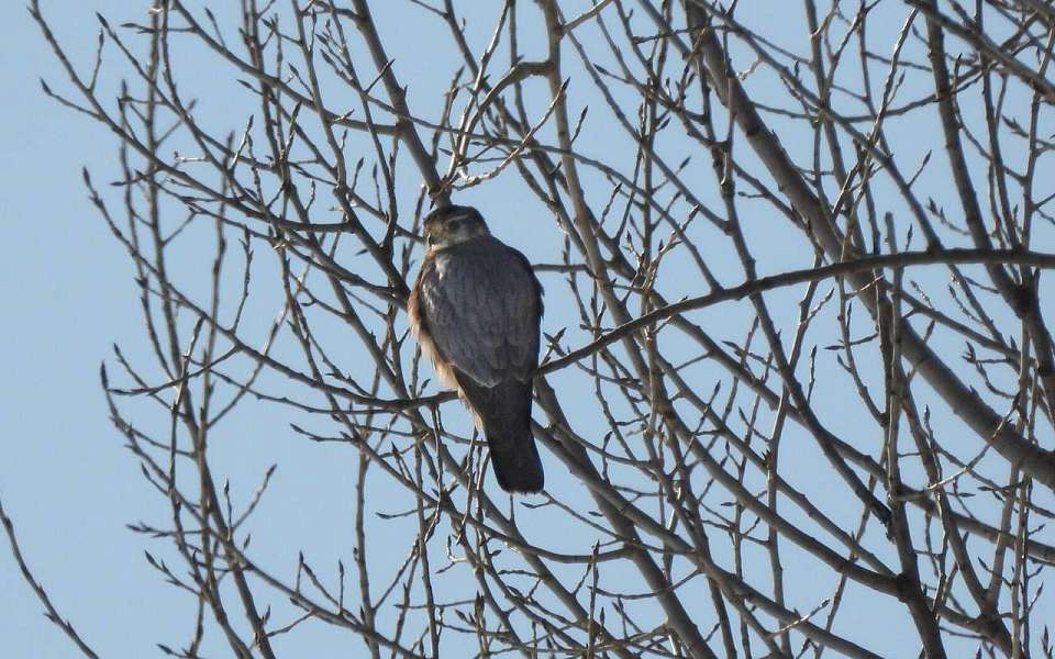 В воронежском заповеднике заметили редкую хищную птицу