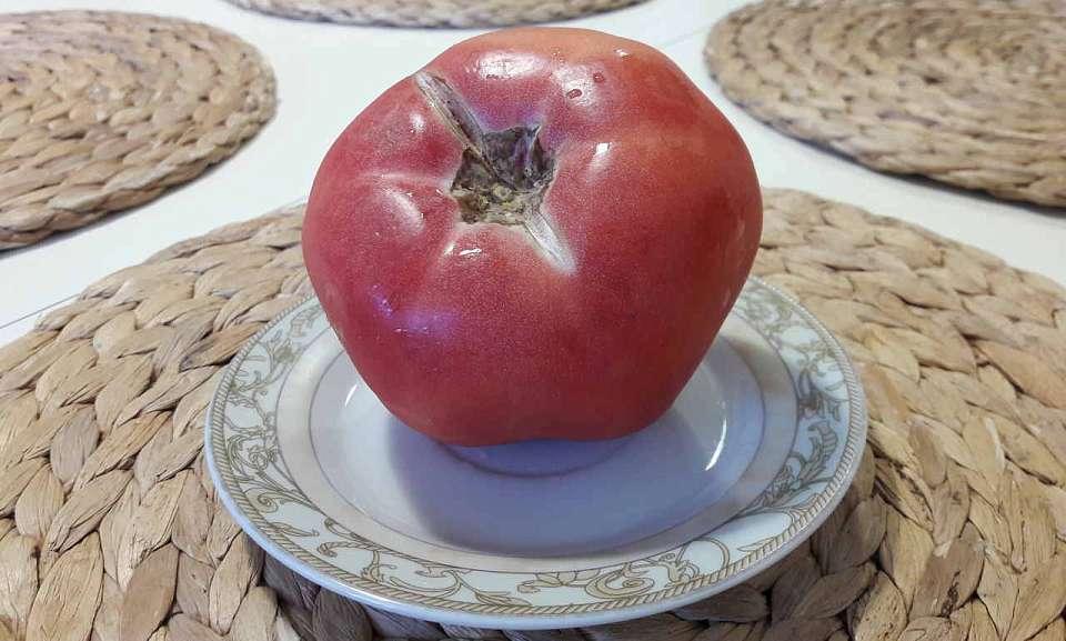 Цена на помидоры в Воронежской области продолжает расти