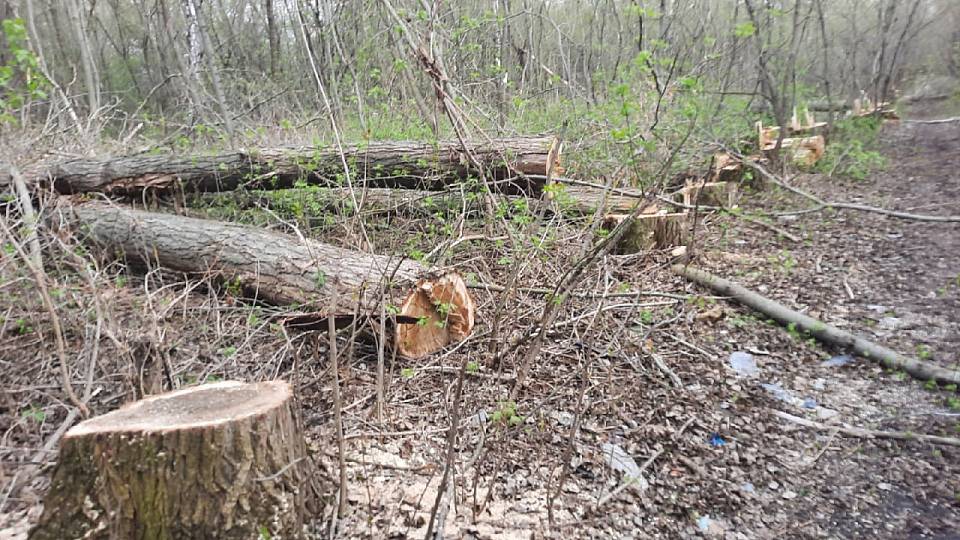 За незаконную вырубку деревьев на 1,7 млн рублей в Воронеже возбудили 3 уголовных дела