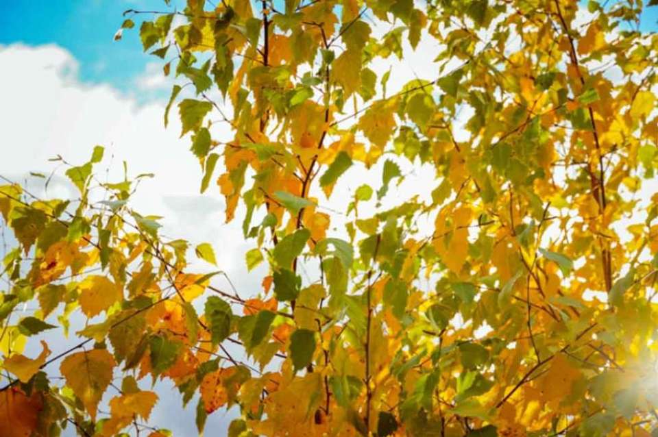 О погоде на пятницу, 17 октября, рассказали воронежские синоптики