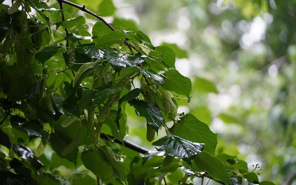 Заморозки и дожди на длинных выходных накроют Воронежскую область