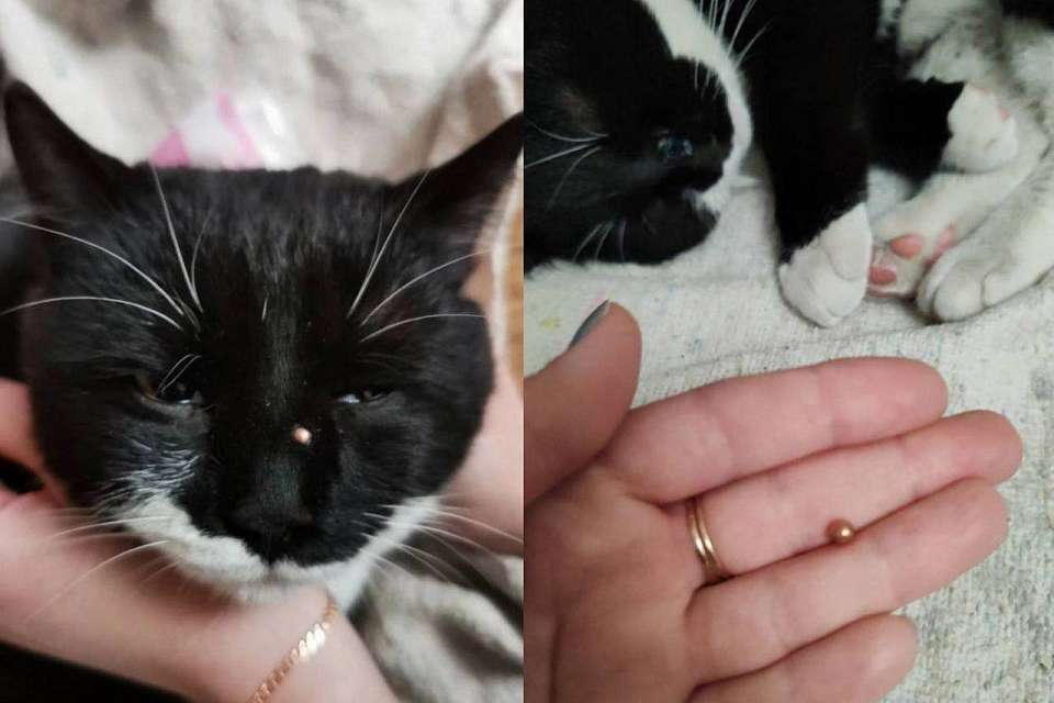 Неизвестные выстрелили дробью в морду домашнему коту в воронежском райцентре