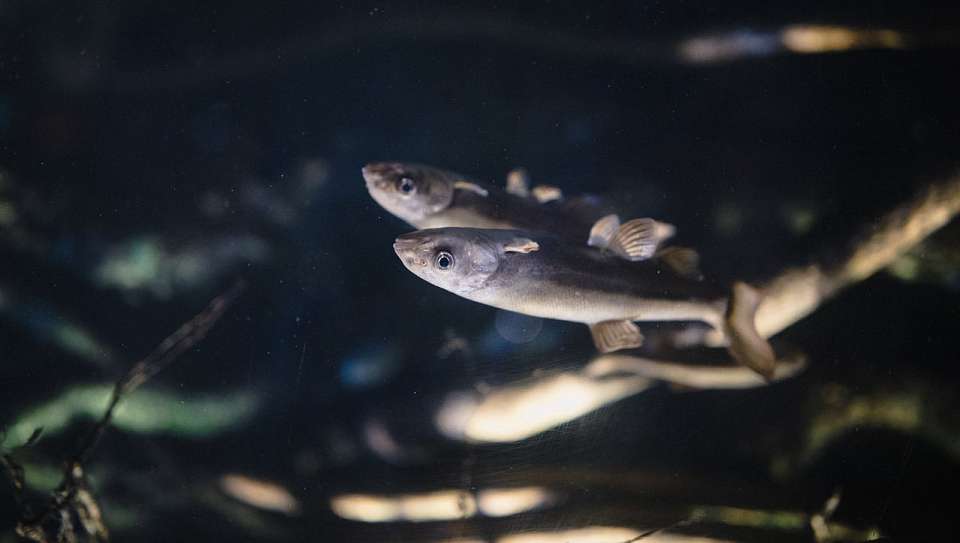 Свыше 153 тыс. мальков сазана выпустили в реку Дон в Воронежской области