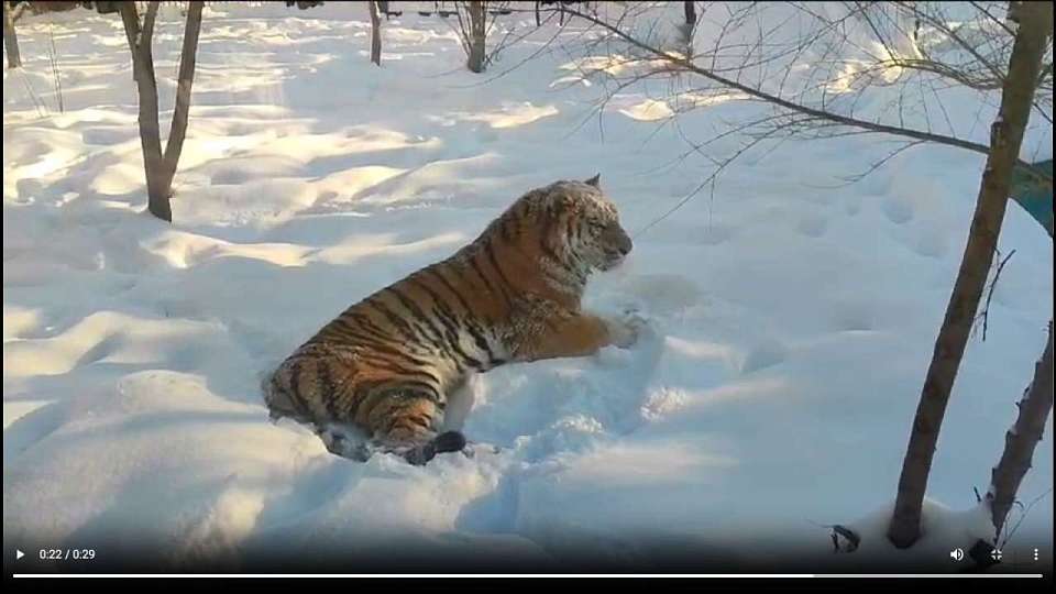 Краснокнижная амурская тигрица поселилась в Воронежском зоопарке 