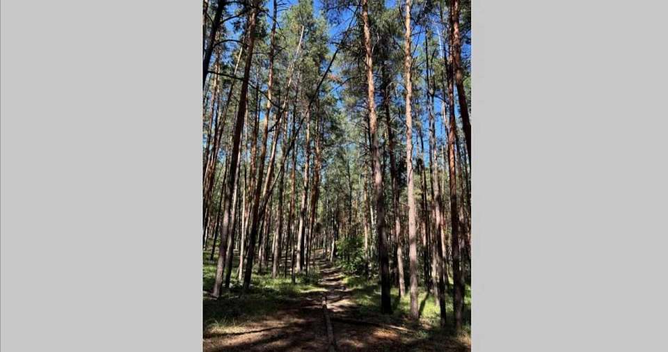 В Воронеже предложили создать новый памятник природы