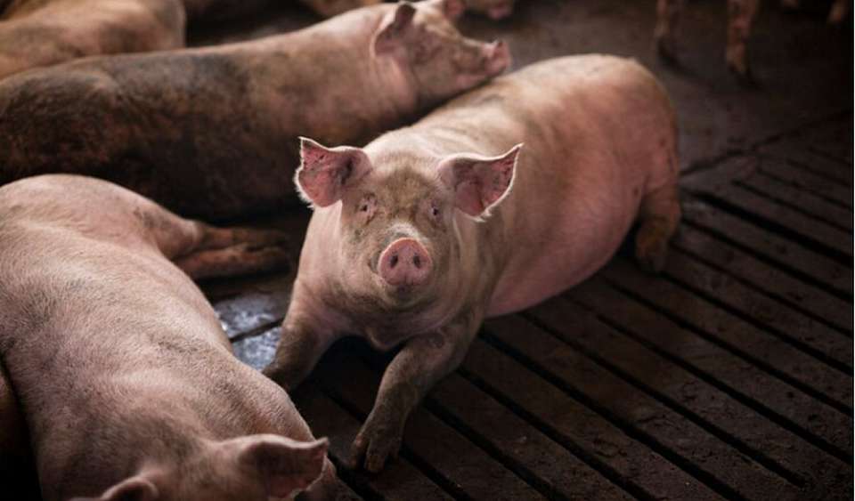 На предприятии в Воронежской области выявили африканскую чуму свиней