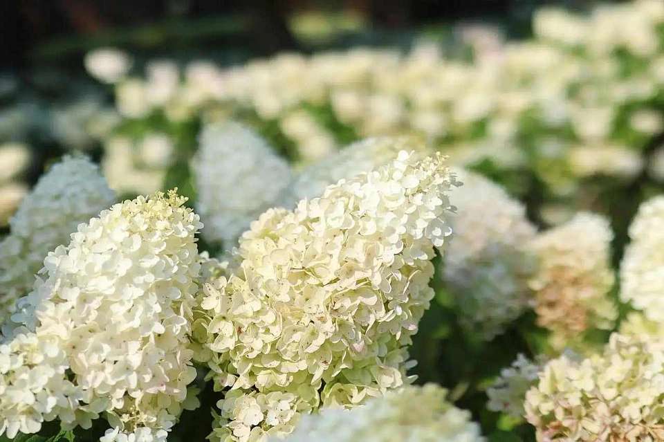 Мэр Воронежа призвал горожан поделиться фото цветущих клумб