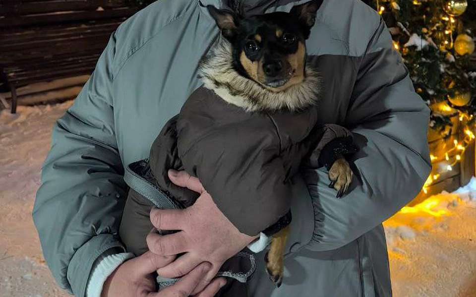 Что делать воронежцам, если домашнее животное получило обморожение