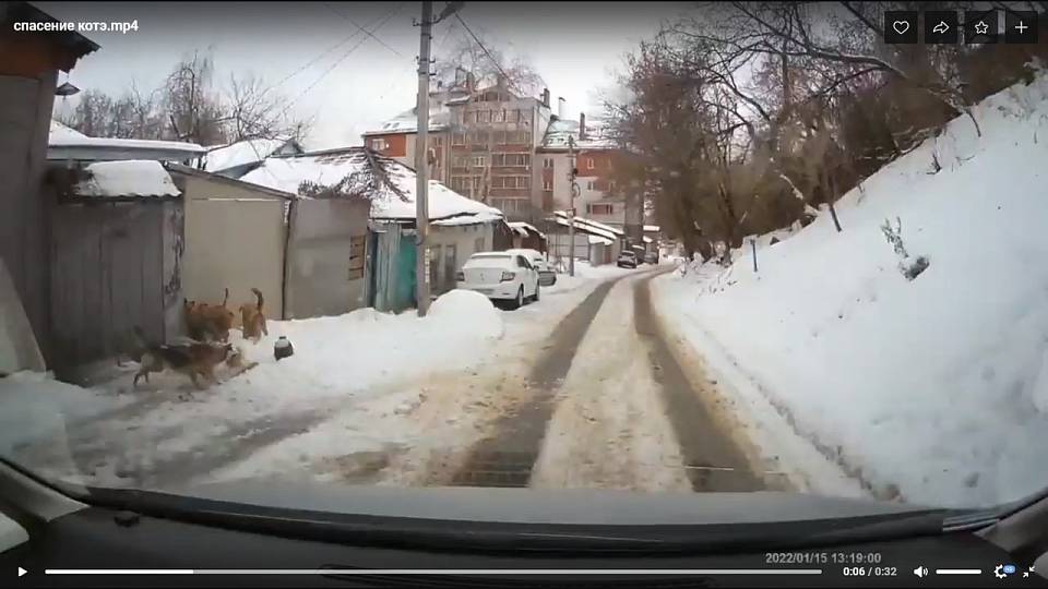 В Воронеже мужчина спас кота от растерзания шестью бродячими собаками 