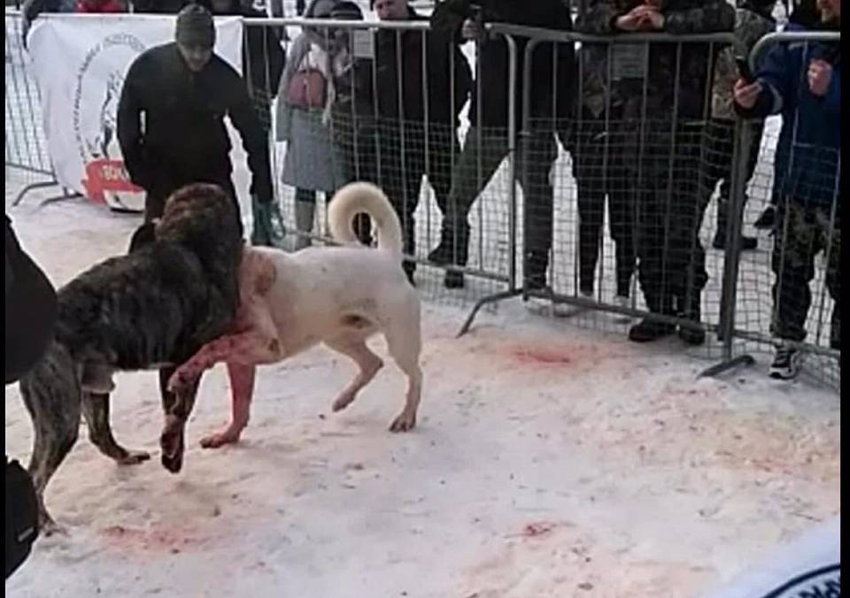 Кровавые собачьи бои устроили люди в санатории под Воронежем