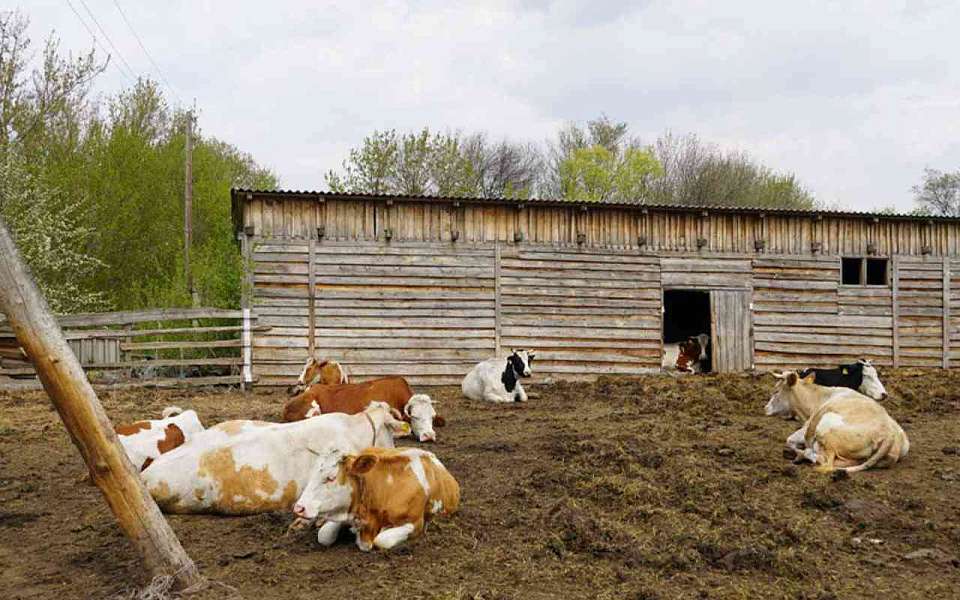 Заражение сибирской язвой человека от коровы подтвердили в Воронежской области