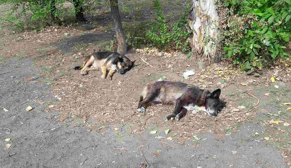 Способы воздействия на агрессивных бездомных собак в Воронежской области могут изменить