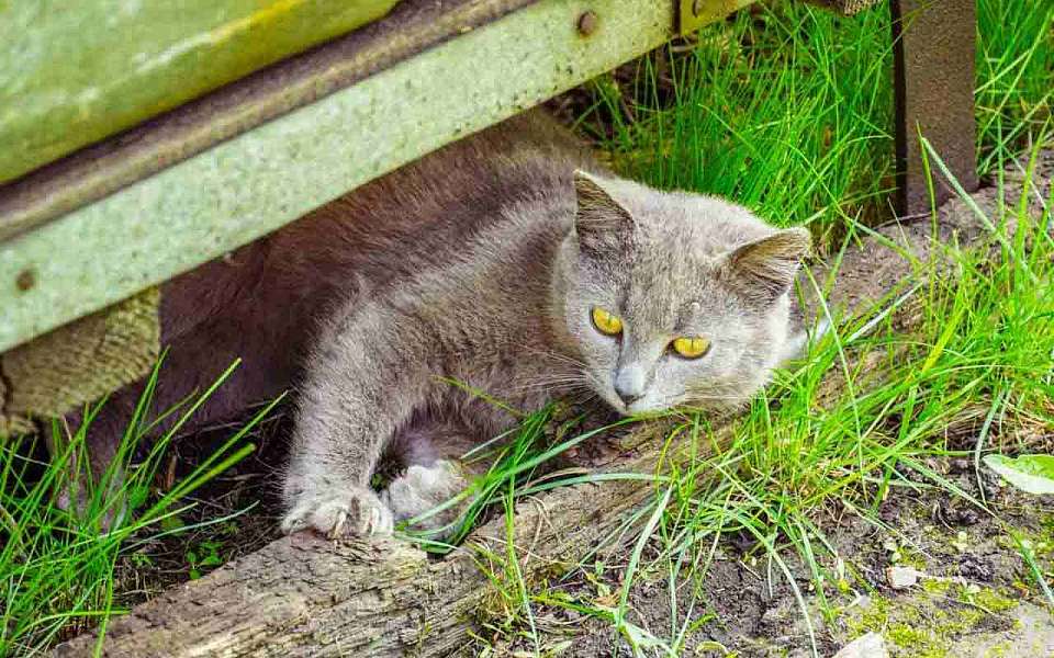 О прячущихся от холода под капотом кошках предупредили воронежских водителей