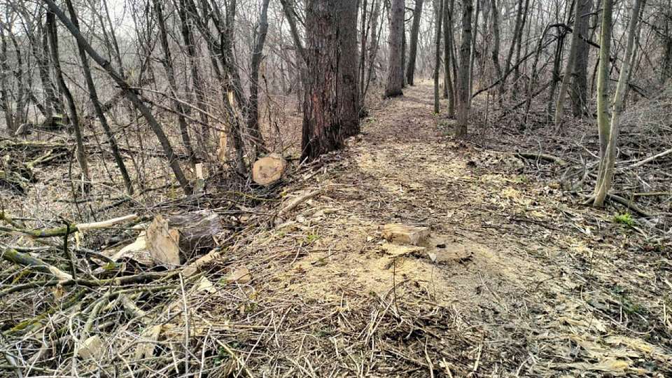 Под Воронежем в природном заказнике незаконно срубили более 60 деревьев 