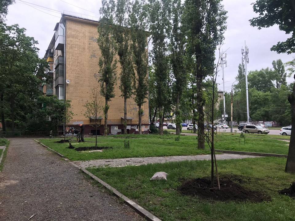 В Пионерском сквере Воронежа высадили новые липы взамен спиленных вандалами